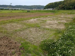 作業前の水田の様子