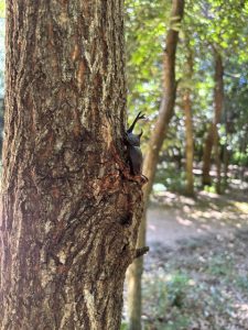 虫の森のカブトムシ1