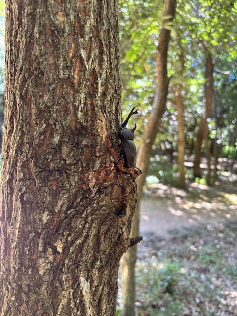 虫の森のカブトムシ1