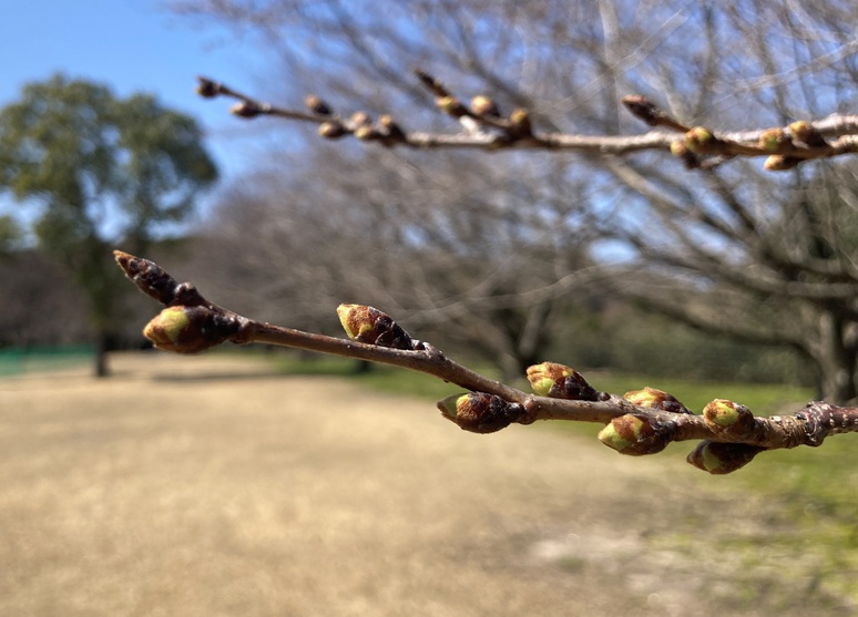 園内のサクラ（0316現在）