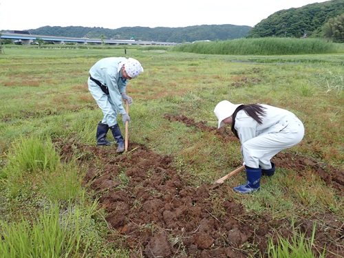木製鋤による田起こしの様子